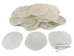 MUSZLE CAPIZ 6-8 CM    1 KG ok 230-240 szt.