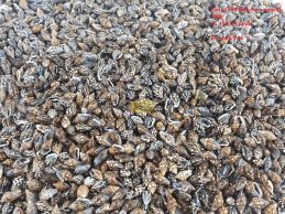 MUSZLE  NASSA BRĄZOWE 100g, 0,5 - 1 cm,  ok 450 szt w opakowaniu