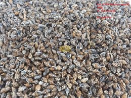 NASSA SHELLS BROWN COLOR 100g, 0,5-1 cm,  around 450 pc