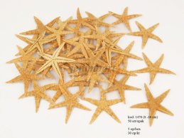 STARFISH MINI 8-10 CM - 50 PC IN PACK