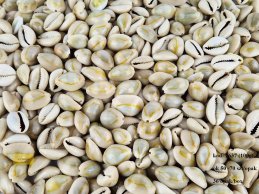 MUSZLE SIGAY 100g cypraea annulus (ok 130 sztuk w opakowaniu)