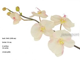 PHALAENOPSIS  CREAM PINK 108 CM- DUŻY 